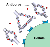 anticorps